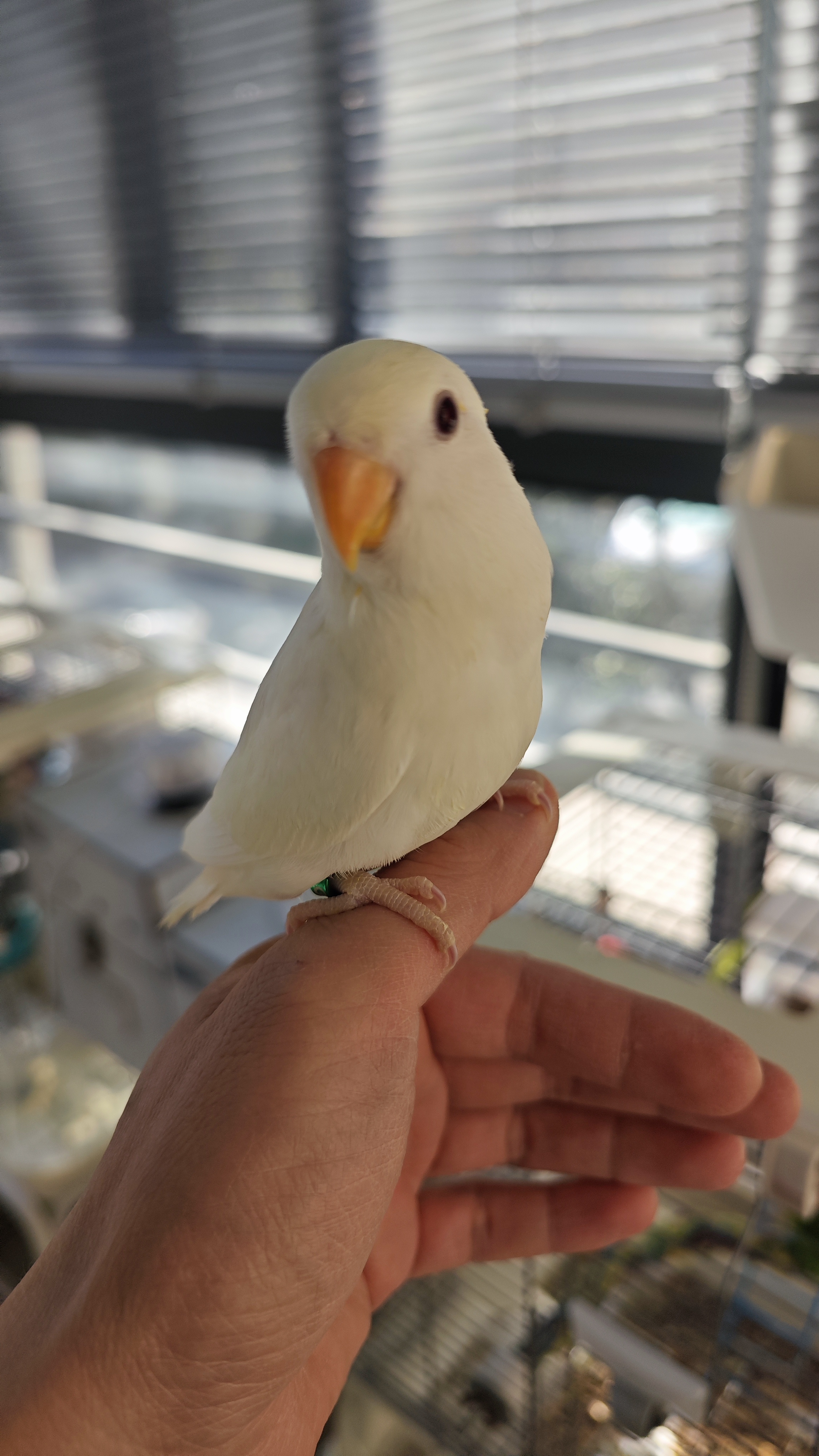 自家繁殖的白闪牡丹低价出售，喜欢详聊